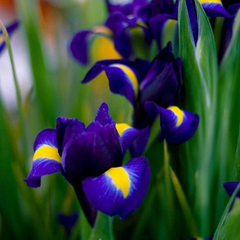 Bulbi Iris Hollandica - Pachet 5 Bulbi - Aqua Flowers