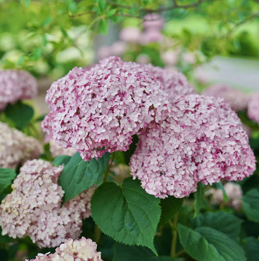 Hortensia - CB Bubblegum - Tunse primavara - Aqua Flowers