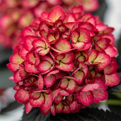 Hortensia - Eclipse - Tunse primavara - Aqua Flowers