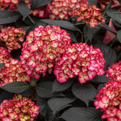 Hortensia - Eclipse - Tunse primavara - Aqua Flowers
