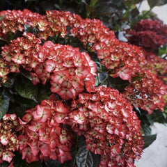 Hortensia - Eclipse - Tunse primavara - Aqua Flowers