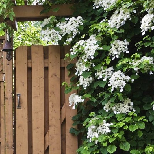 Hortensie cataratoare - Petiolaris - Ghiveci 3L - Aqua Flowers