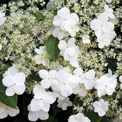 Hortensie cataratoare - Petiolaris - Ghiveci