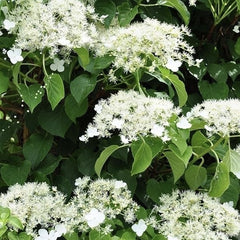 Hortensie cataratoare - Petiolaris - Ghiveci