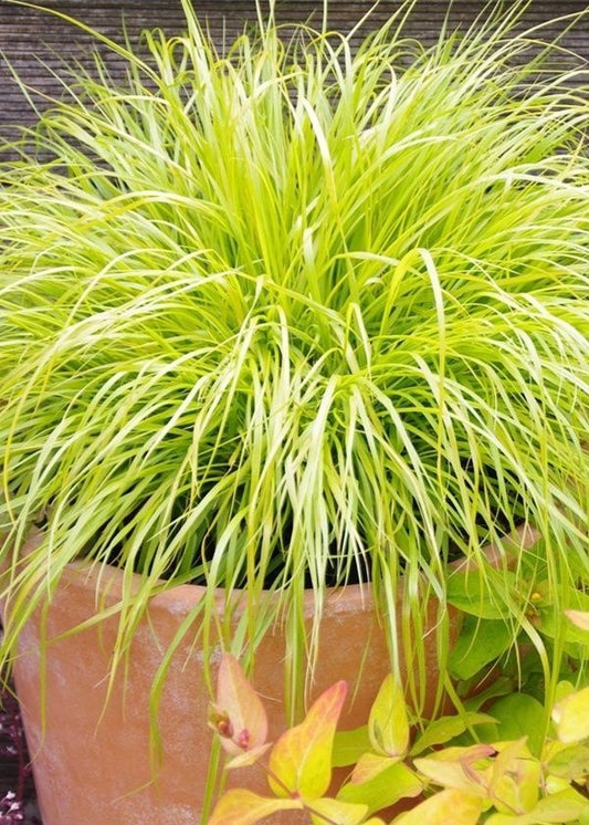 Iarba decorativa aurie - Festuca glauca 'Amigold' - Ghiveci - Inaltime la livrare 20-30cm Aqua Flowers