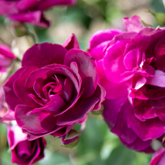 Trandafiri Teahibrizi - Burgundy Iceberg - Rădăcină Ambalată - Aqua Flowers