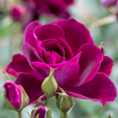 Trandafiri Teahibrizi - Burgundy Iceberg - Rădăcină Ambalată - Aqua Flowers