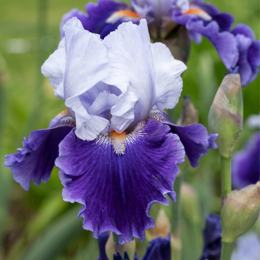 Bulbi Iris Germanica Arpege - 1 Rizom - Aqua Flowers