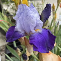 Bulbi Iris Germanica Arpege - 1 Rizom - Aqua Flowers