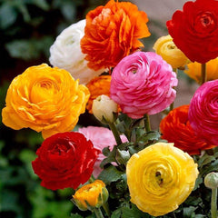Bulbi de Ranunculus Mixt - Pachet 10 Bulbi, Aqua Flowers
