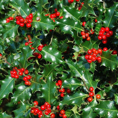Ilex - (Laur) Mălin de Crăciun - Ghiveci (30 cm)