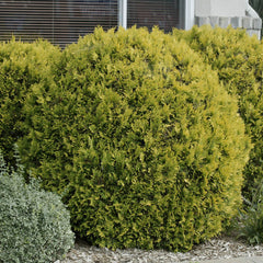 Thuja - Golden Globe - Ghiveci - 30 cm