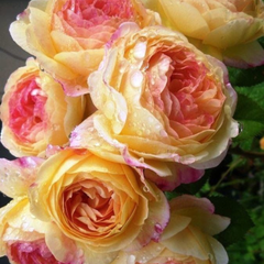 Trandafiri Floribunda Parfumaţi - Joyful - Anul 3 - Ghiveci 2L