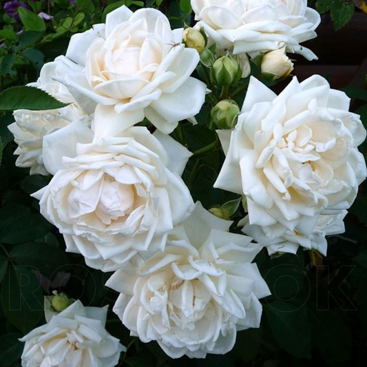 Trandafiri Cățărători - Ilse Krohn - Rădăcină Ambalată - Aqua Flowers