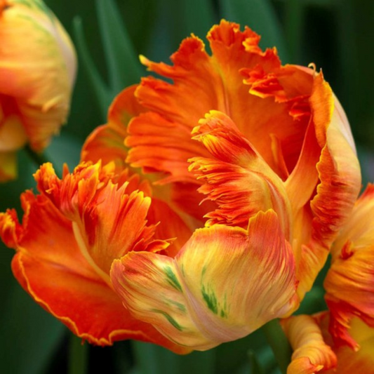 Bulbi Lalele Parrot King – Pachet 5 Bulbi - Aqua Flowers