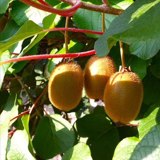 Kiwi autofertil Jenny - ghiveci 2L - Aqua Flowers
