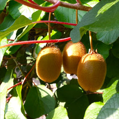 Kiwi autofertil Jenny - ghiveci 2L - Aqua Flowers