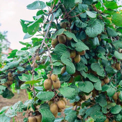 Kiwi autofertil Jenny - ghiveci 2L - Aqua Flowers