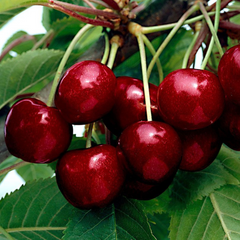 Cires Kordia - Anul 2-3 - Rădăcină Ambalată - Aqua Flowers