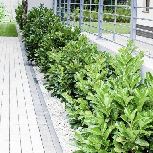 Laur Englezesc - Vesnic verde - Ghiveci 5L - Aqua Flowers