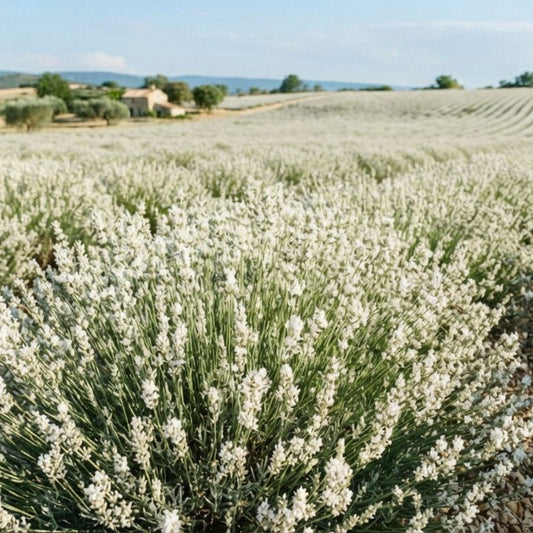 Lavanda Edelweiss (Lavandula angustifolia)-radacina ambalata