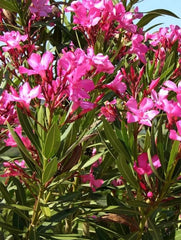 Leandru (Nerium Oleander) - ghiveci - Aqua Flowers