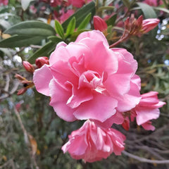 Leandru roz tufa - GHIVECI 2L - MARIME LA LIVRARE 70-80CM