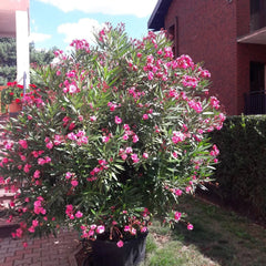 Leandru roz tufa - GHIVECI 2L - MARIME LA LIVRARE 70-80CM