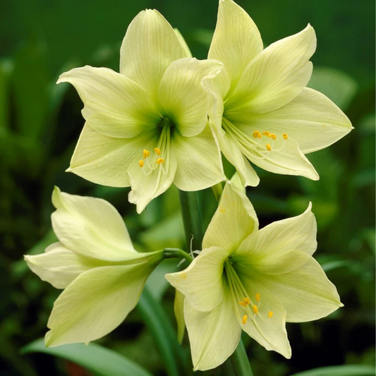 Bulbi Amaryllis – Lemon Lime – Aqua Flowers