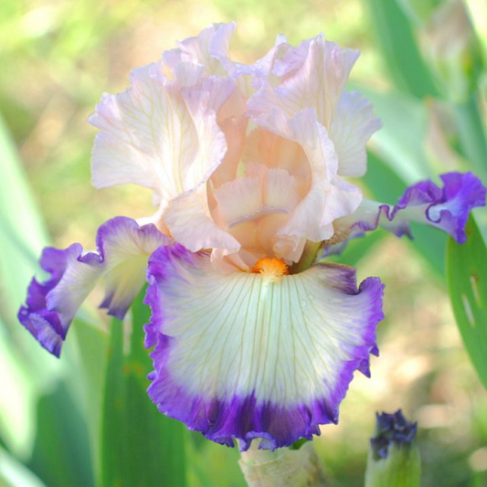 Bulbi Iris Germanica White Lila - 1 Rizom - Aqua Flowers