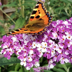 Liliac de Vara - Buddleja davidii Berries and Cream - Ghiveci 2L - 60 - 70 cm