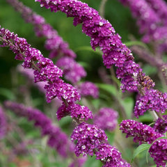 Liliac de Vara - Buddleja davidii Berries and Cream - Ghiveci 2L - 60 - 70 cm