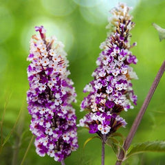 Liliac de Vara - Buddleja davidii Berries and Cream - Ghiveci 2L - 60 - 70 cm