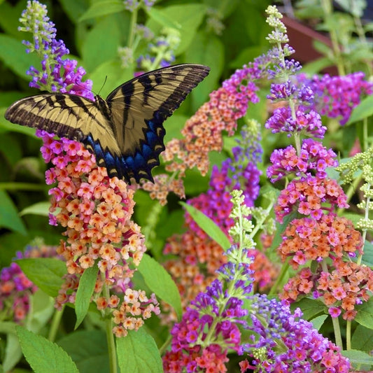 Liliac de Vara - Buddleja davidii Weyeriana Flower Power - Ghiveci P15 - Ghiveci - Aqua Flowers