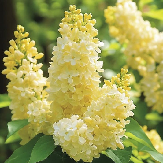 Liliac Galben Double Syringa - Ghiveci 2L - inaltime la livrare 70-90cm - Aqua Flowers