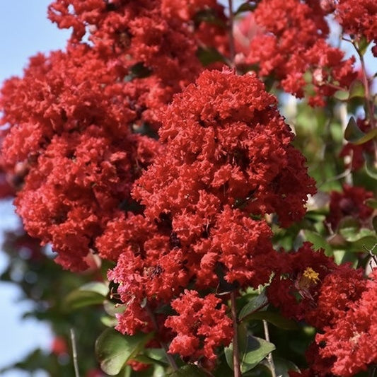 Liliac Indian - Indica Red - Ghiveci 2L - Aqua Flowers