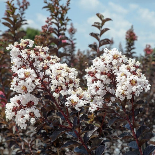 Liliac Indian - Lunar Magic Alb - Ghiveci 2L - Aqua Flowers