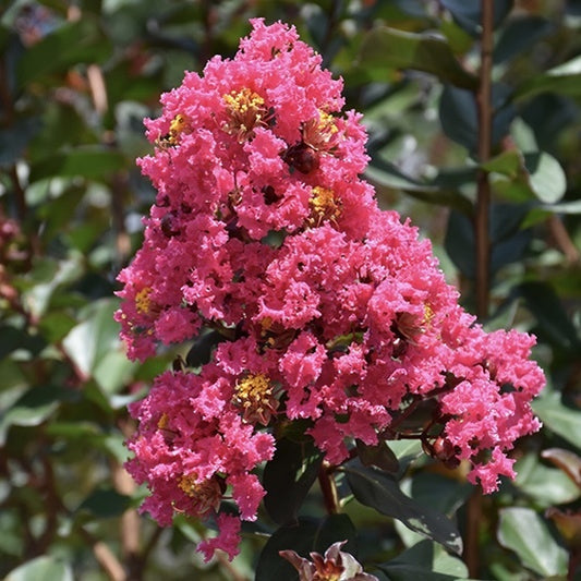 Liliac Indian - Pink Velour - Ghiveci 2L - Aqua Flowers