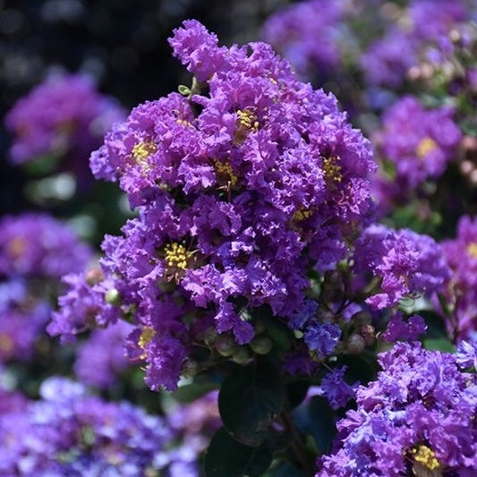 Liliac Indian - Purple Magic - Ghiveci 2L - Aqua Flowers