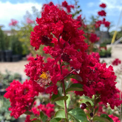 Liliac Indian - Indica Red - Ghiveci 2L