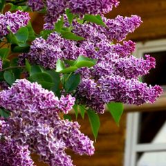 Liliac Sensation - Ghiveci - inaltime la livrare 60 - 70 cm