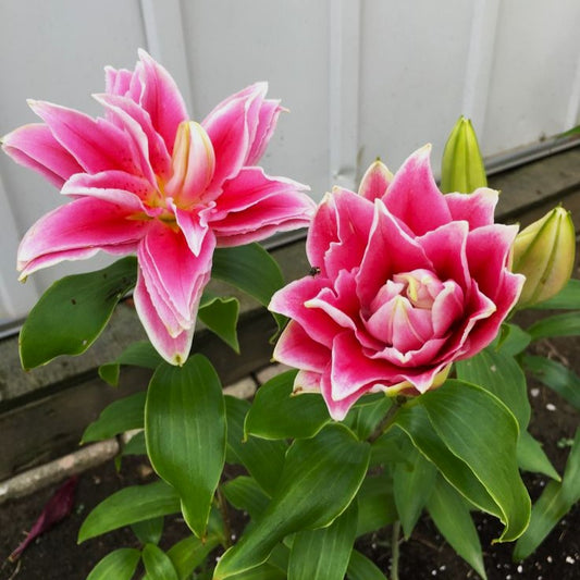 Bulb Crin Double Surprise - Pachet 1 Bulb - Aqua Flowers