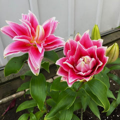 Bulb Crin Double Surprise - Pachet 1 Bulb - Aqua Flowers