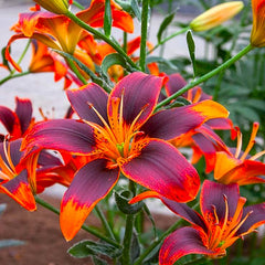 Bulb Crin Forever Susan - Pachet 1 Bulb - Aqua Flowers