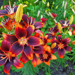 Bulb Crin Forever Susan - Pachet 1 Bulb - Aqua Flowers