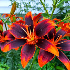 Bulb Crin Forever Susan - Pachet 1 Bulb - Aqua Flowers