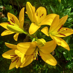 Bulb Crin Forever Susan - Pachet 1 Bulb - Aqua Flowers