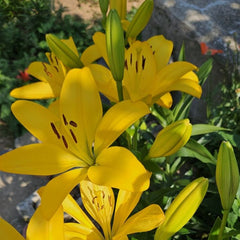 Bulb Crin Forever Susan - Pachet 1 Bulb - Aqua Flowers