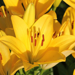 Bulb Crin Forever Susan - Pachet 1 Bulb - Aqua Flowers