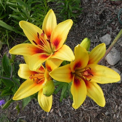 Bulb Crin Grand Cru - Pachet 1 Bulb - Aqua Flowers